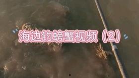 钓螃蟹在线视频下载,钓螃蟹视频教程下载攻略