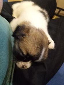 骚鸡a在线视频,激情四溢的在线视频盛宴