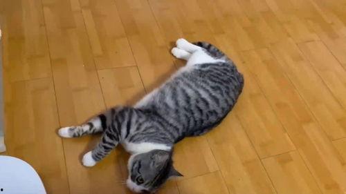 新版猫咪在线视频